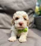 Samiec Lagotto Romagnolo (Capri) FCI