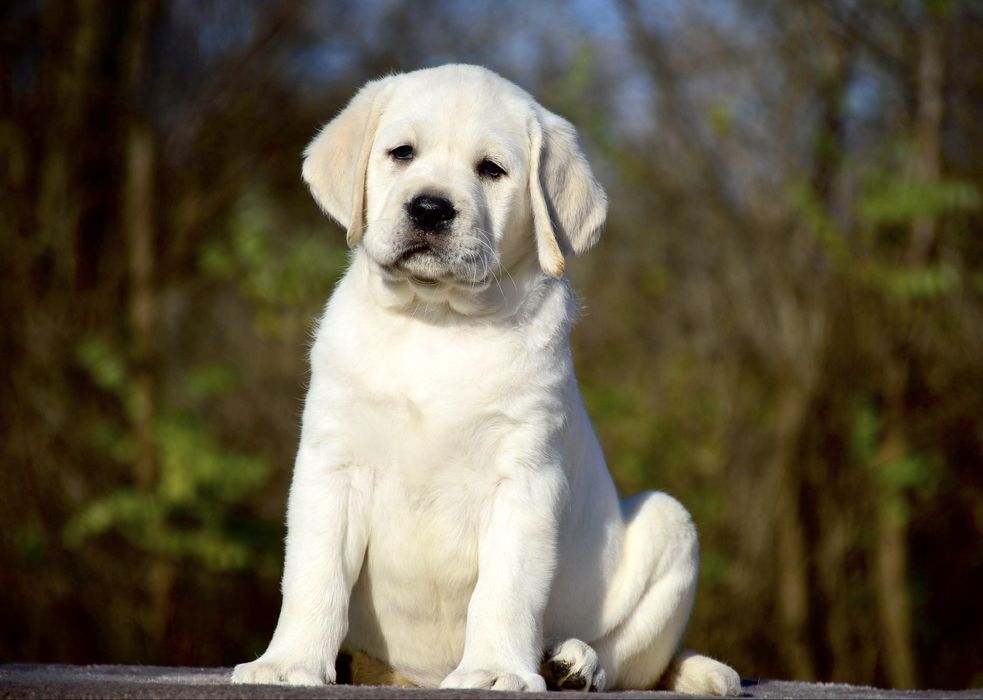 Красивые щенки от интересной пары! Лабрадор ретривер