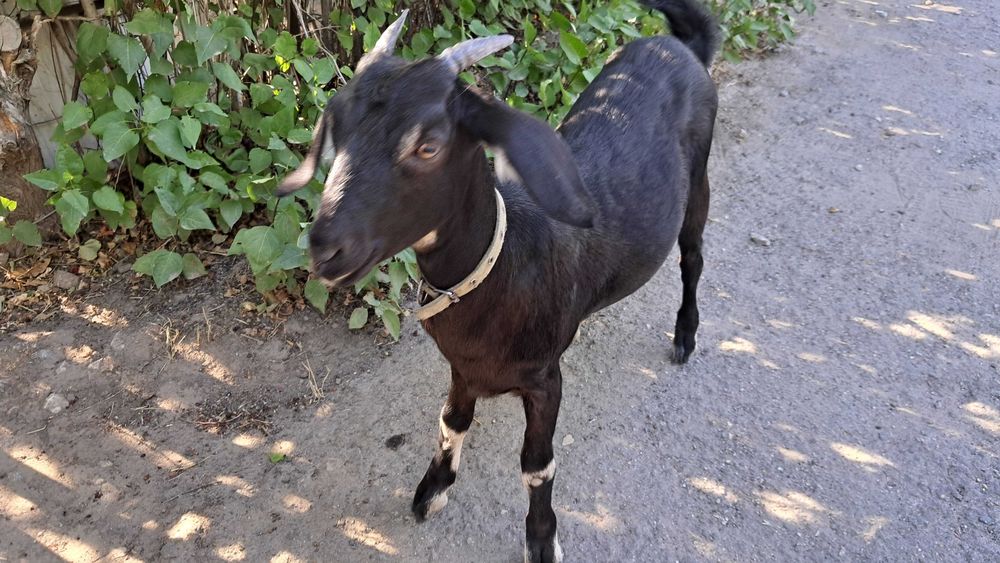 Козочка козеня дівчинка папа нубиец, мама высокодойная чешская бурая