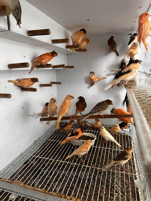 Canarios prontos a criar