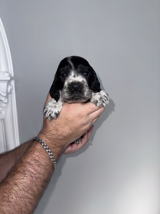 Цуценята англійського кокер спаніеля