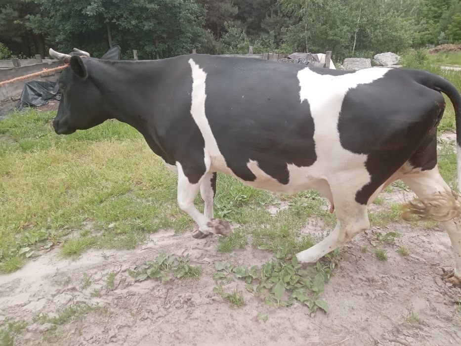 Продам добру молоду корову