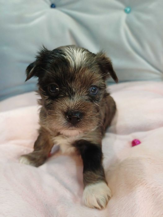 ARIA blue merle z niebieskim okiem