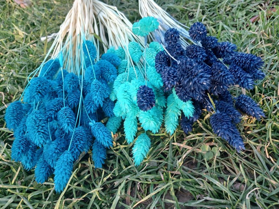 Сухоцвіт фалярис натуральний або фарбований