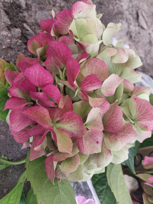 Кущики  гортензії 200 грн