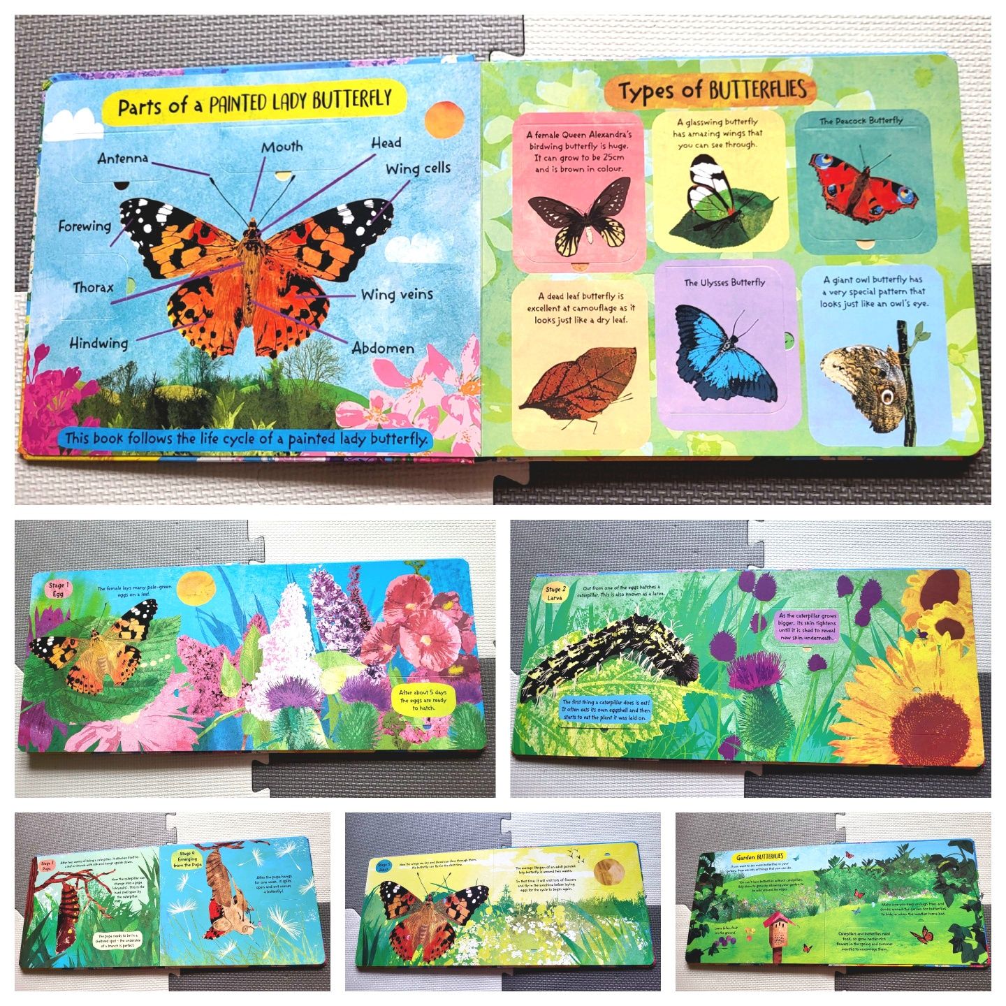 The Life Cycle of Butterflies z okienkami cykl życia motyla angielski