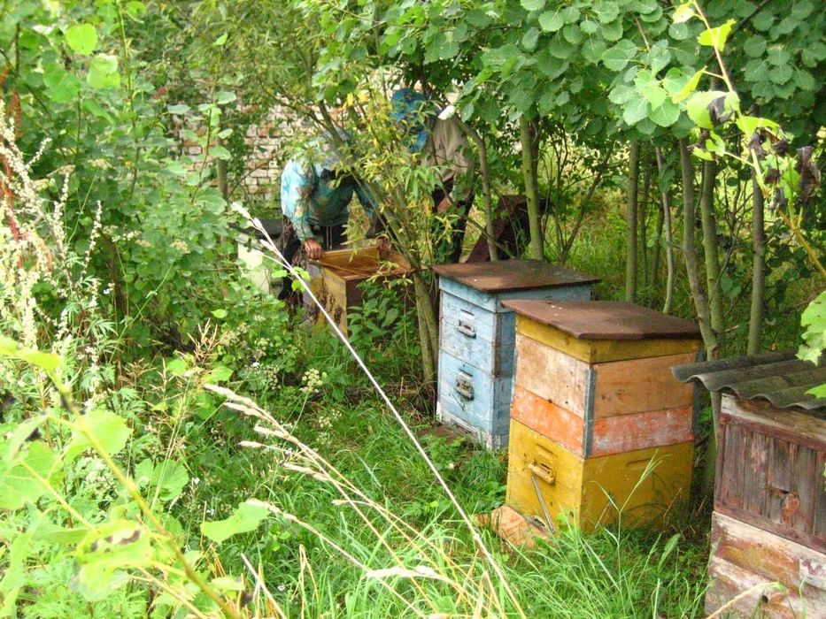 Бджолосім"ї Бджолопакети Пчелосемьи Пчелопакеты Прополіс