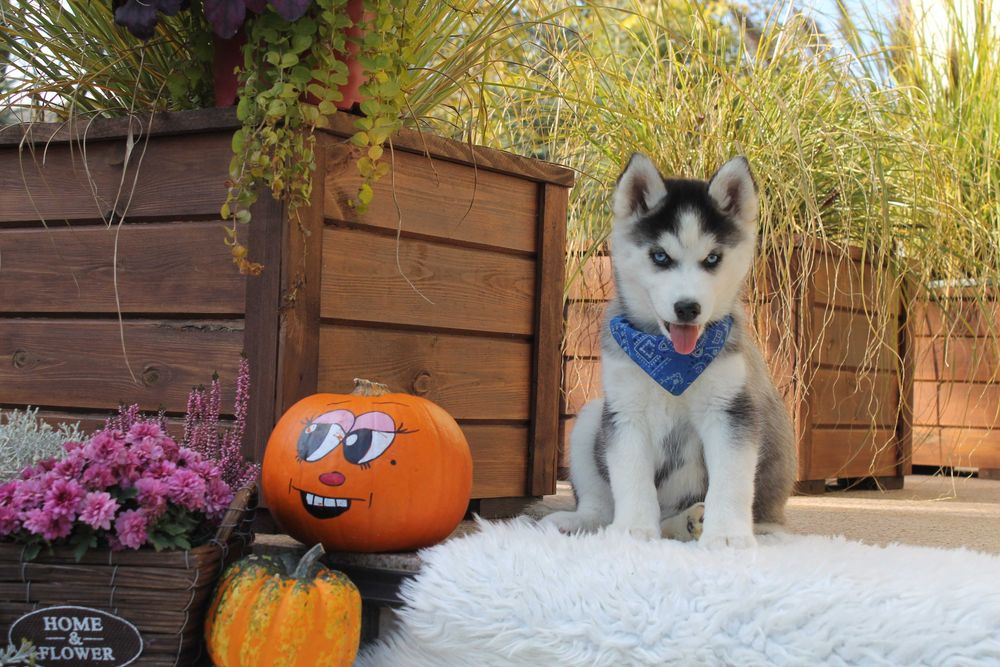Siberian Husky-śliczna niebieskooka suczka