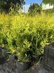 Tuja Golden Brabant' w donicy do 150cm