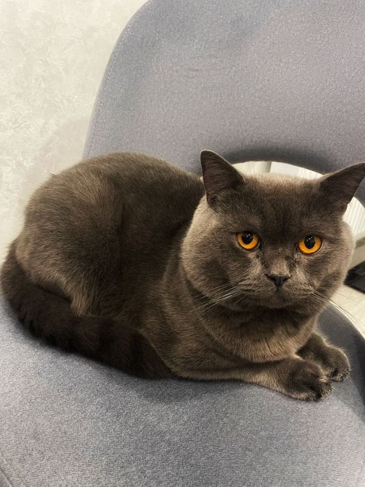 Вʼязка шотландського кота