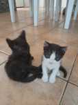 Gatinhos para adopção