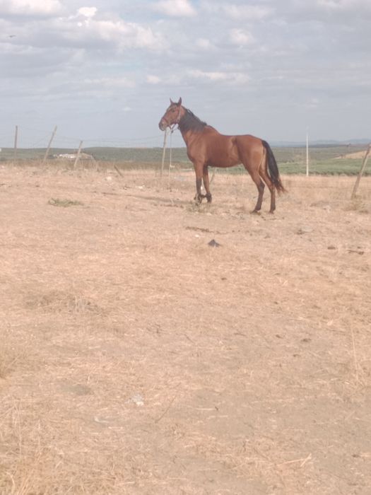 Vendo eu troco é igual muito bem montada
