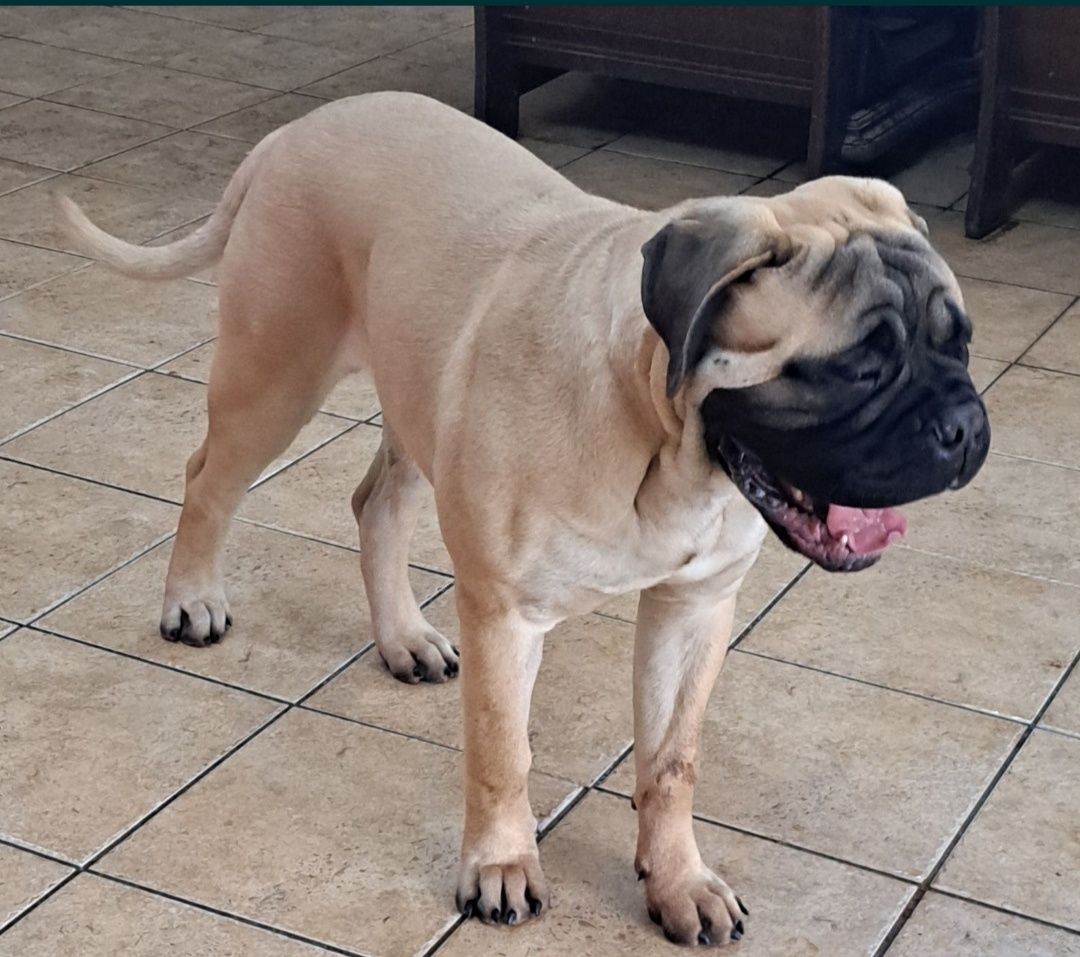 Bullmastiff - zapowiedź szczeniąt