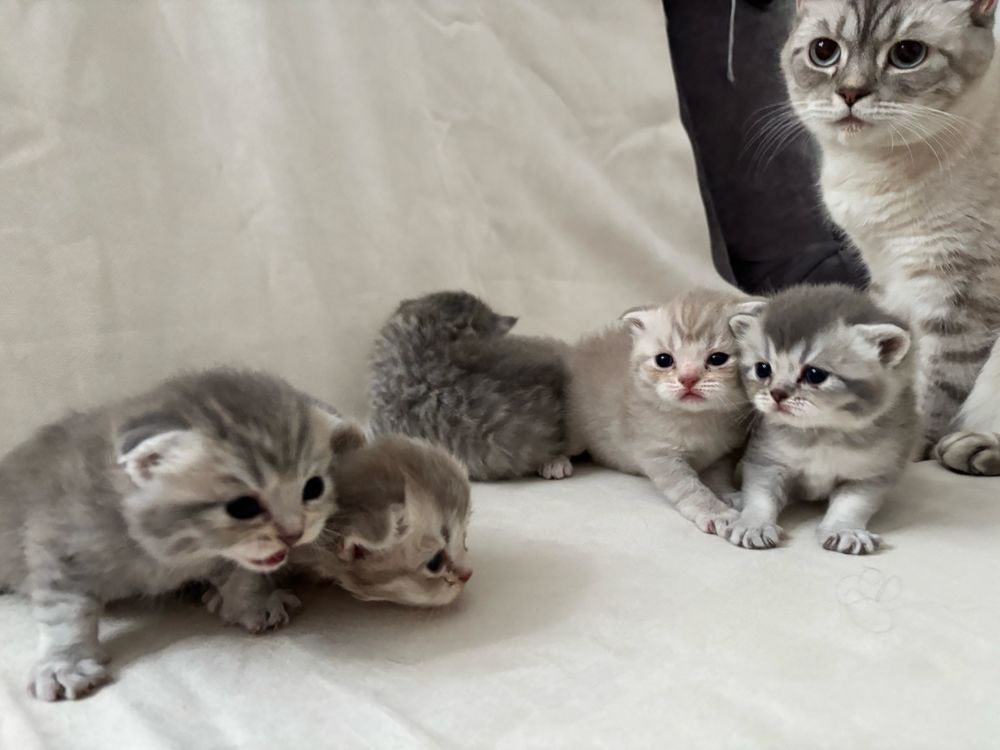 Котята шотландские и Линкс пойнт
