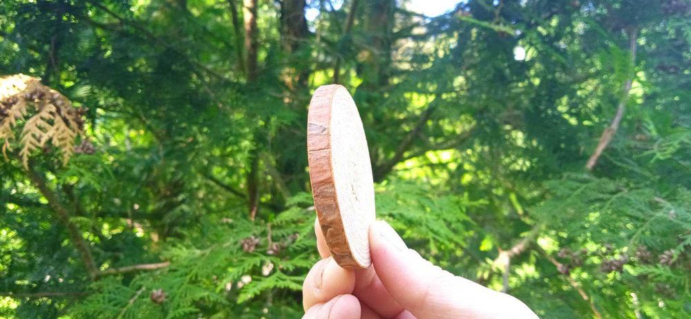 Plastry drewna ,300sztuk, 2-10cm, krążki drewniane, dekoracje, wystrój