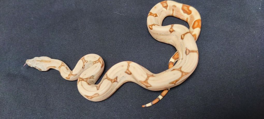 Węże zbożowe Hypo (Salmon) Jungle het Albino sharp