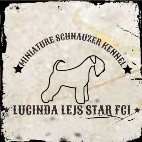 Sznaucer miniaturowy ZKwP  FCI
