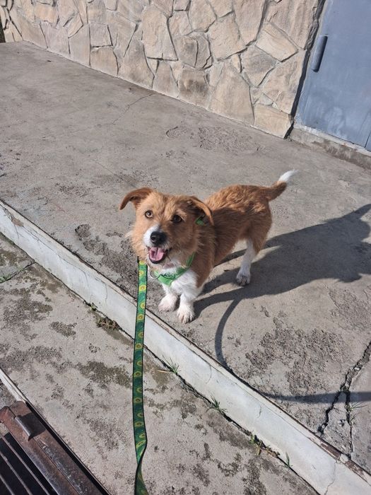 Займаюсь вигулом собак