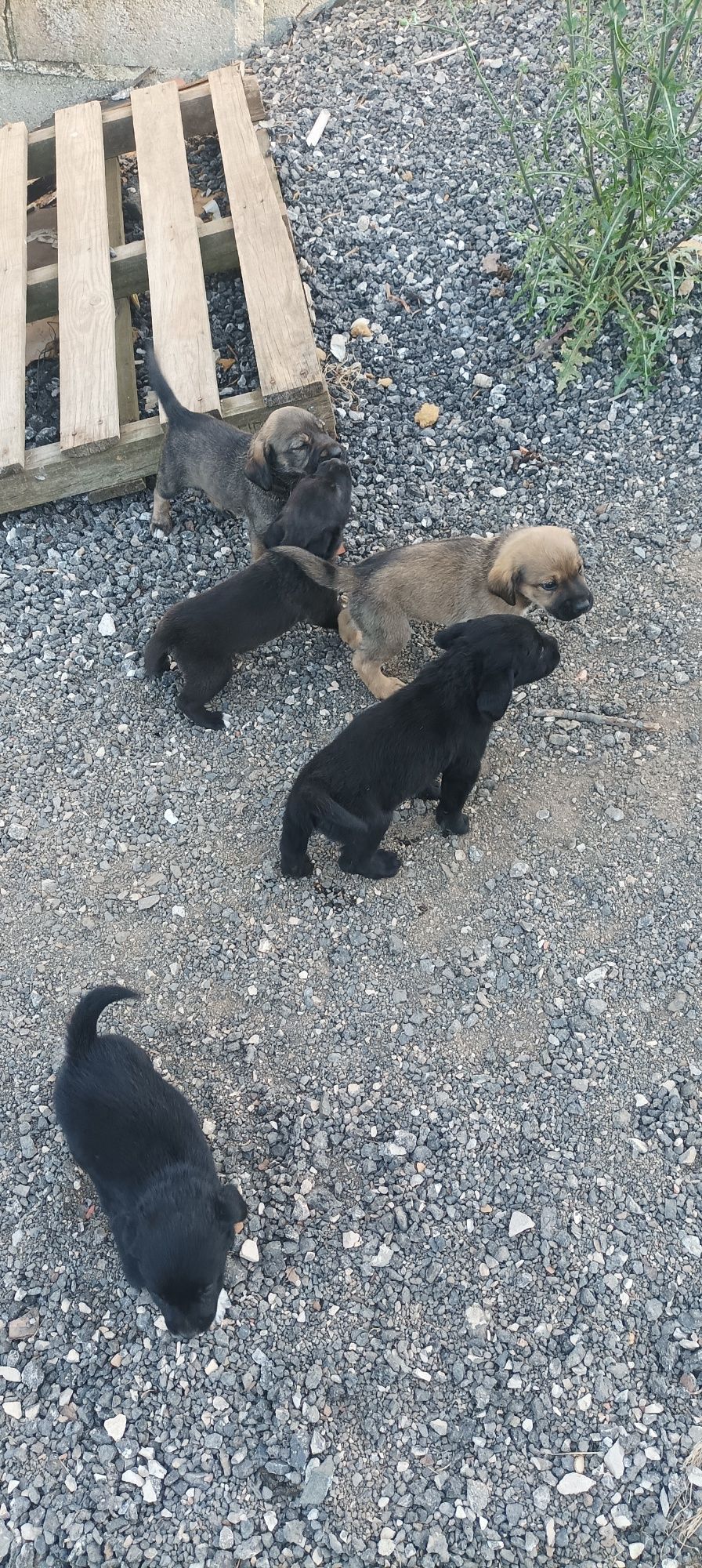 Doação cachorros