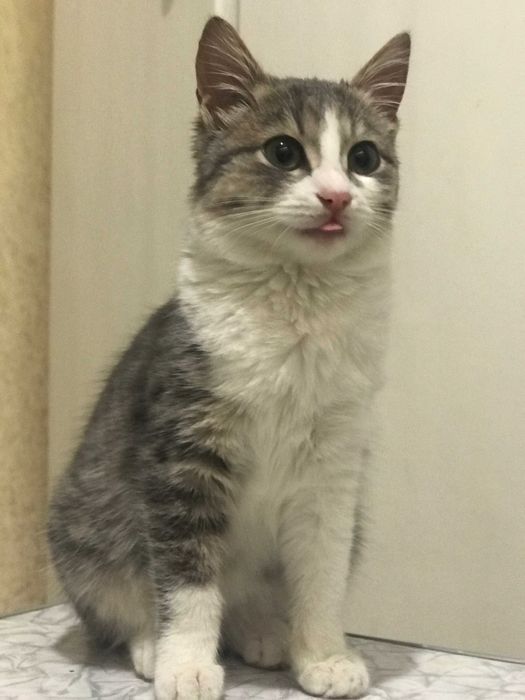 кішечка 3 місяці