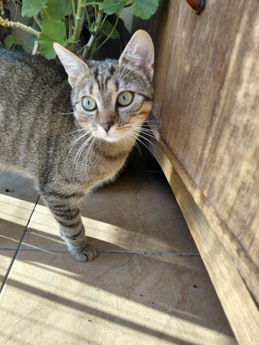 Wysterylizowana Tinka za darmo do adopcji