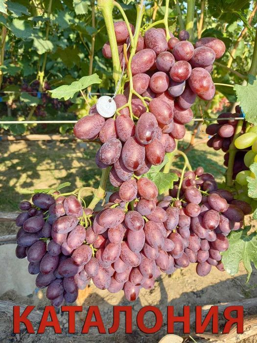 Корнесобственные саженцы винограда