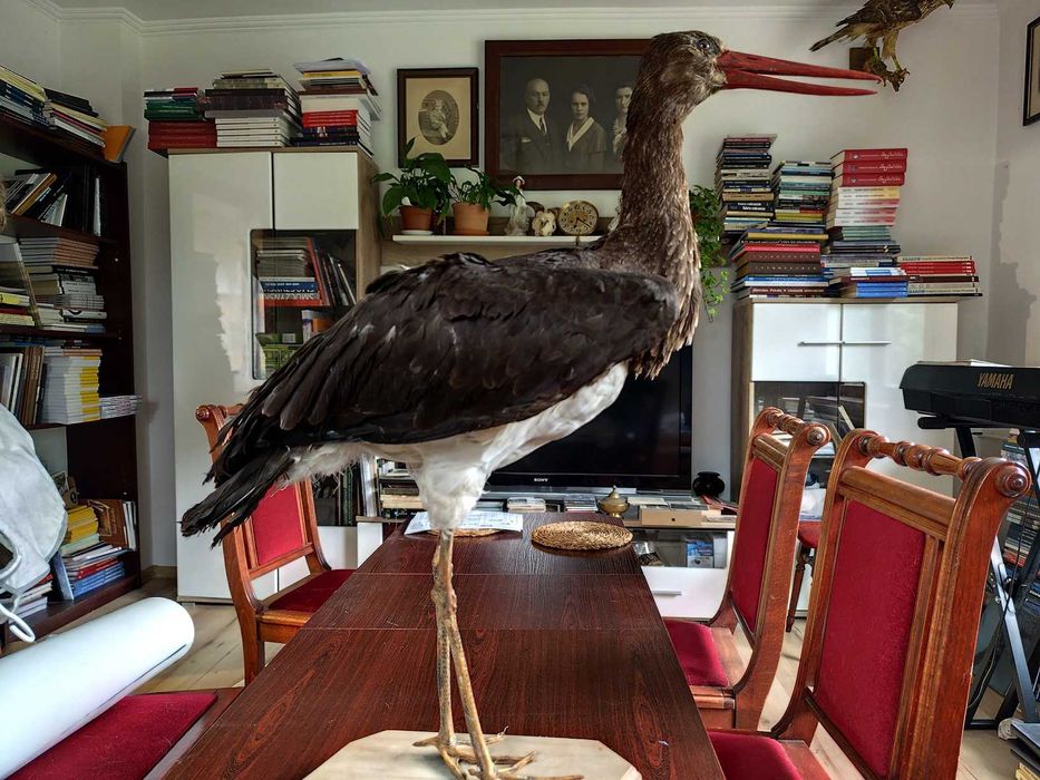 Bocian czarny spreparowany wypchany Twórcy ludowi T. Oleś J. Chrobak