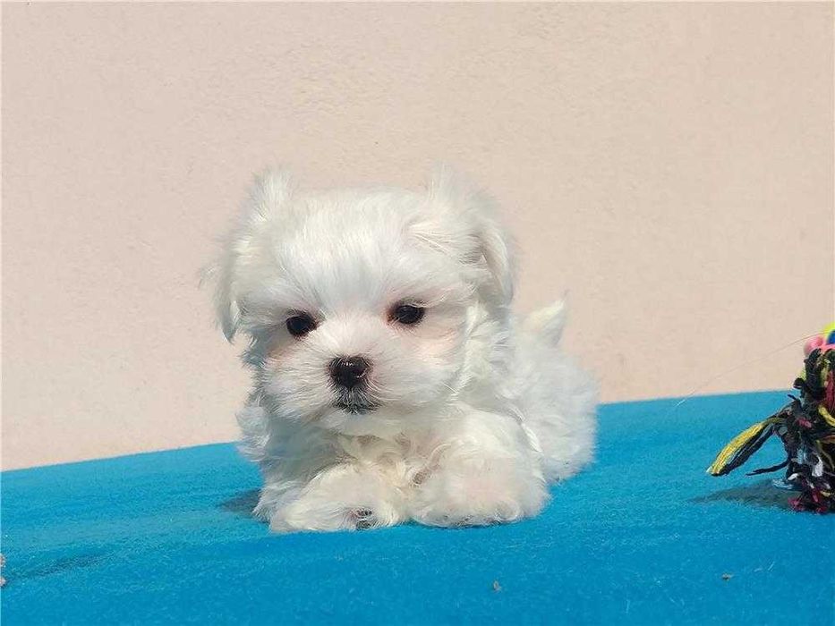 Bichon Maltês disponível