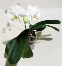 Орхидея біла велика