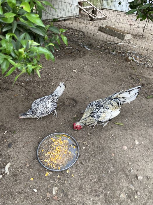 Casal de galinhas sebright prata