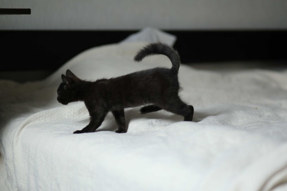 Котик, кошеня, кіт