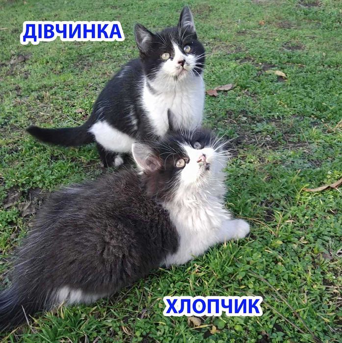 Котята Кошенята в добрі руки