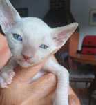 Kot  Cornish Rex