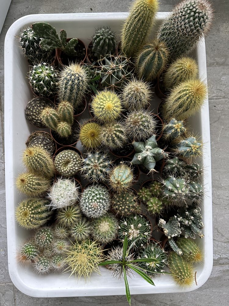 Cactus кактус кактуси сукуленти succulent