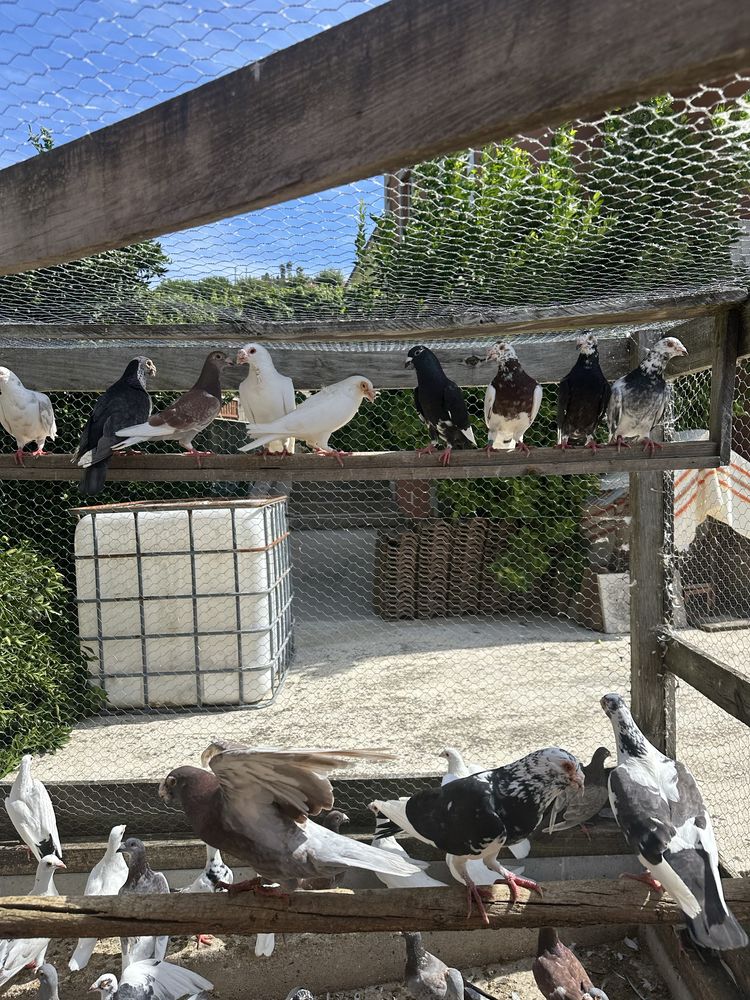 Pombos Correioss