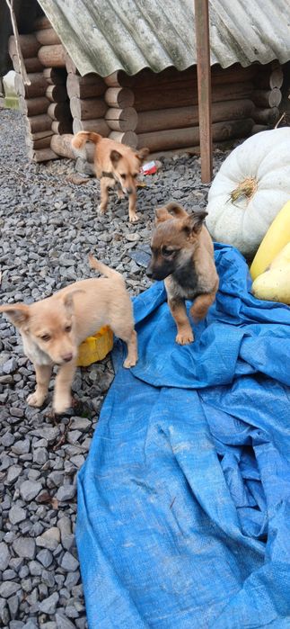 Карликові цуценята