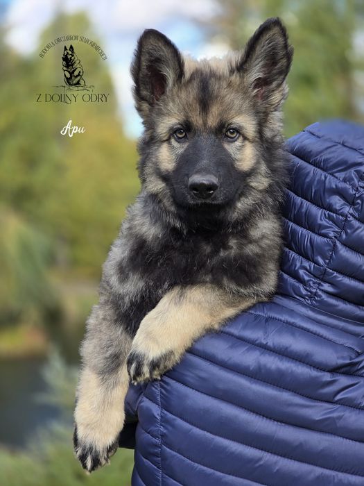 Owczarek Staroniemiecki - Piesek - do odbioru - 11 tygodni