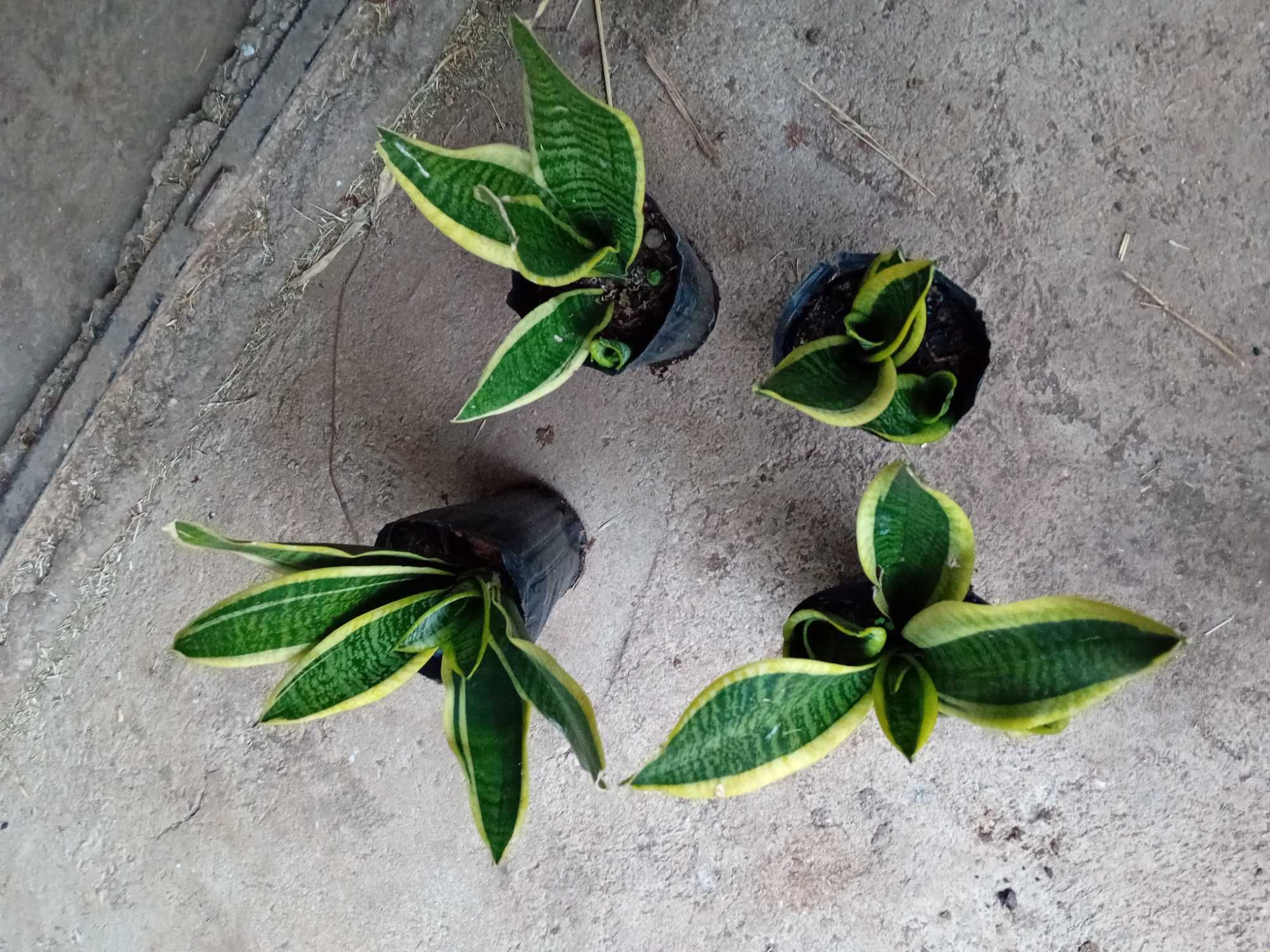Planta - Espada de São Jorge
