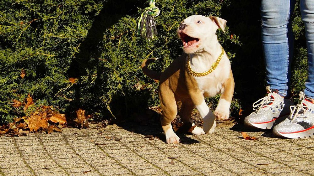 Szczeniak Amstaff,  samiec z rodowodem,  białogłowy,  cudny Lolek