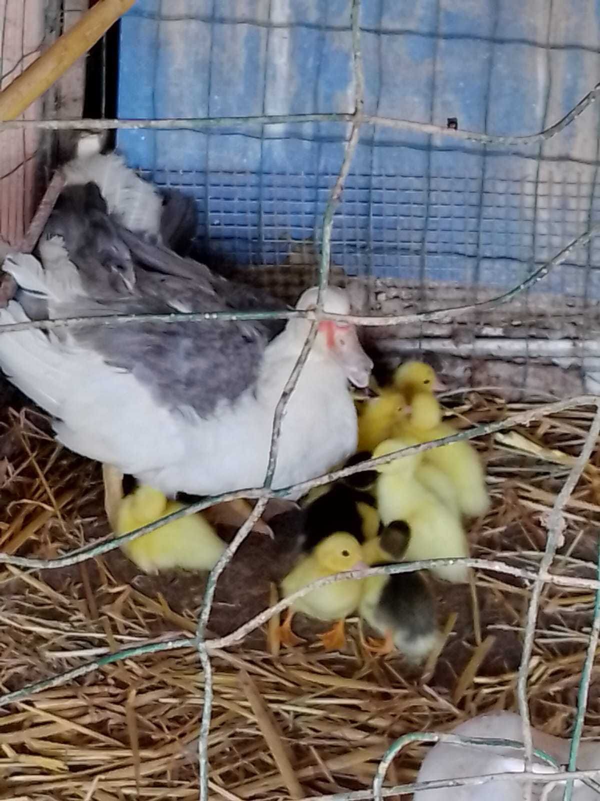 Pata com patinhos