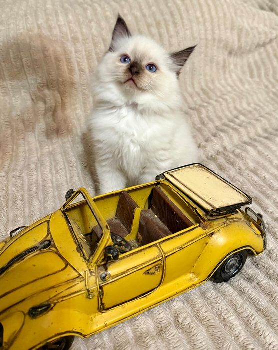 Przecudny koteczek ragdol