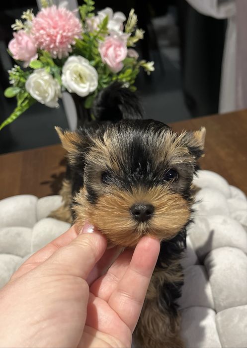 Yorkshire terrier zkwp FCI piesek