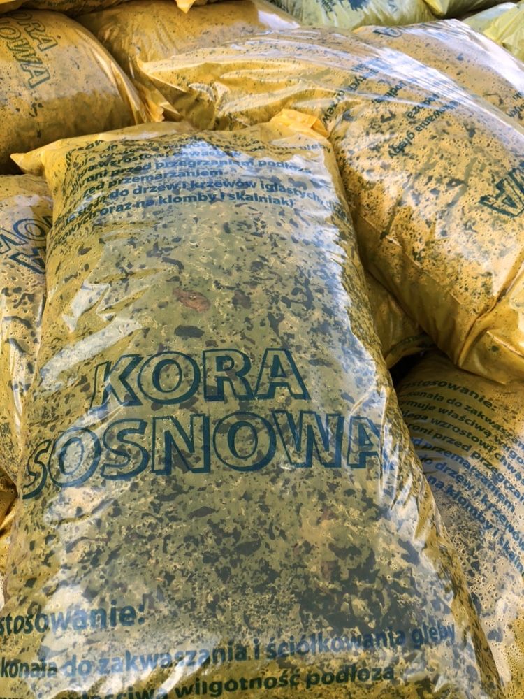 Kora sosnowa Warszawa