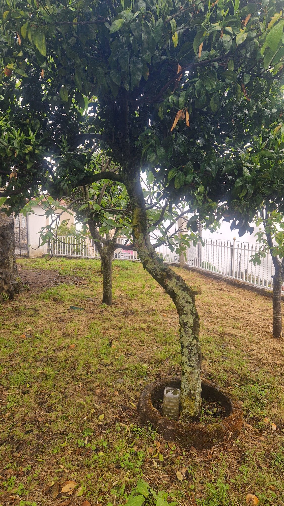 VENDO CASA EM  ribeira de pena