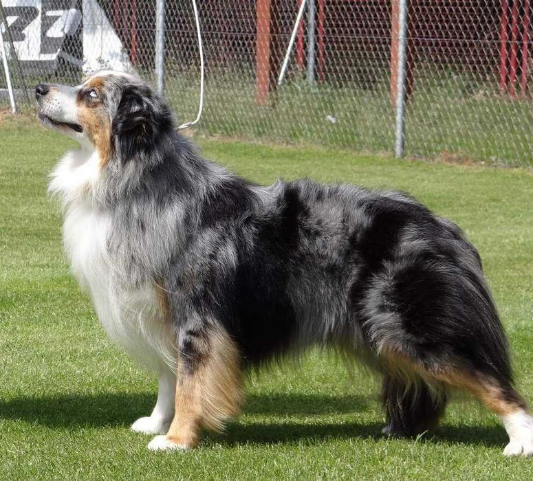 Owczarek Australijski typ Amerykański Suczka Blue Merle
