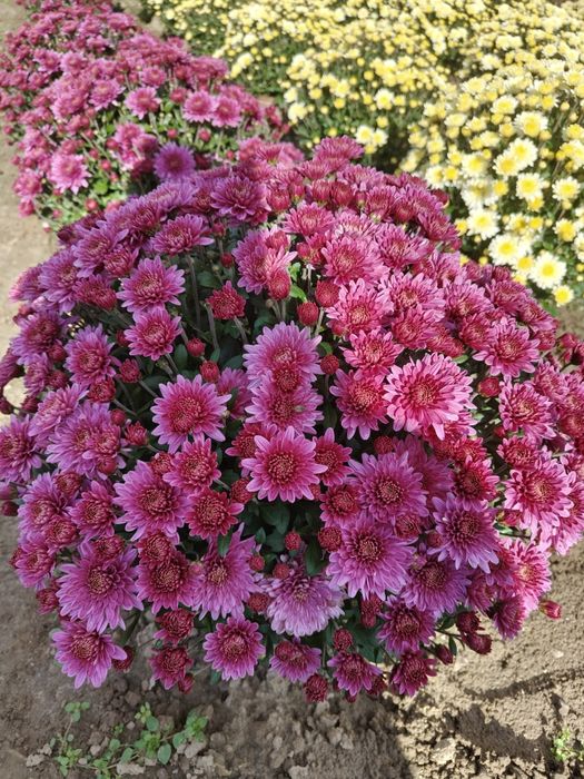 Chryzantemy drobnokwiatowe hurt detal