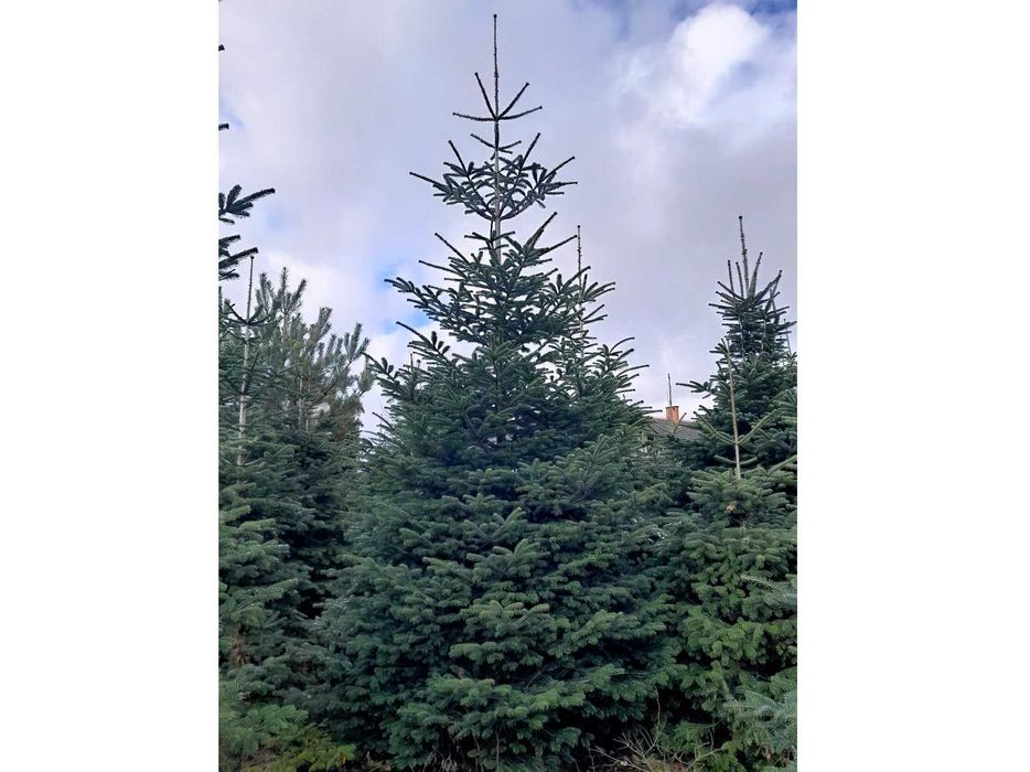 Choinka! Choinki! Ładne, gęste świerki i jodły z dowozem pod dom!