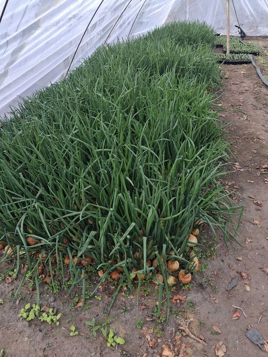 Продаю перо цибулі