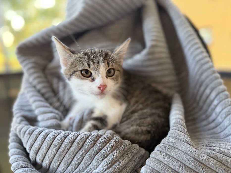 Kociątko Stokrotka szuka domu!