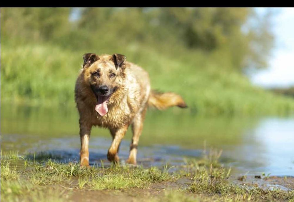 Gary - kochany psiak szuka domu
